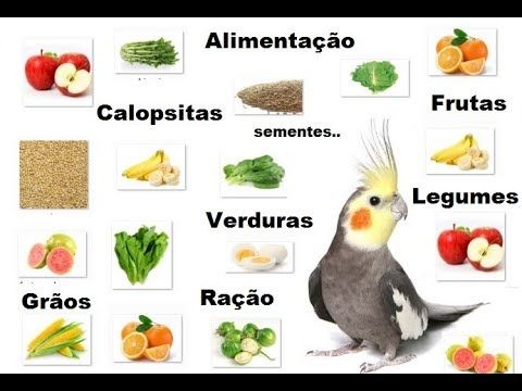 Principais Alimentos para Calopsitas - Calopsitas Morumbi